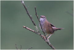 Locustella thoracica