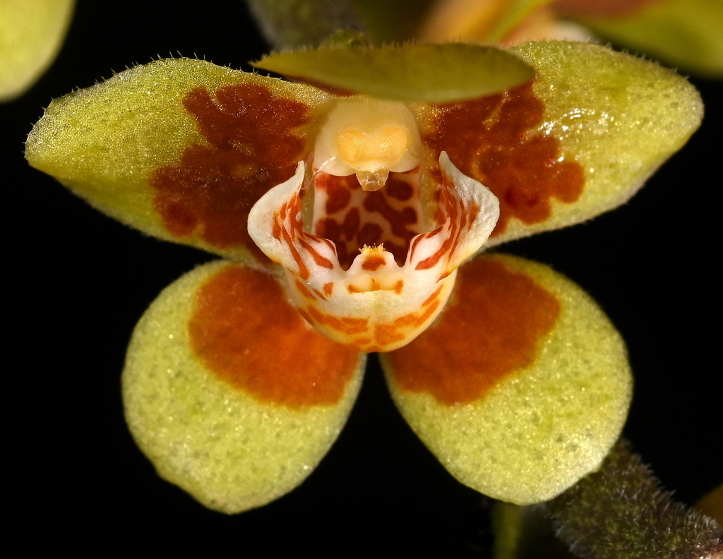 Chiloschista glabrisepala (Chiloschista glabrisepala)