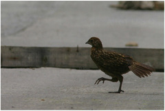 Tragopan temminckii