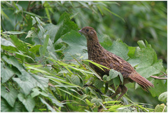 Tragopan temminckii