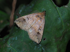 Bertula hadenalis
