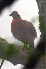 Tragopan temminckii