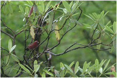 Carpodacus vinaceus