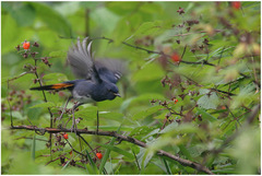 Luscinia phaenicuroides