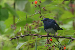 Luscinia phaenicuroides