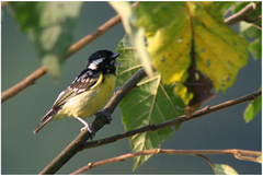 Periparus venustulus