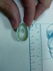 Fissurella barbadensis