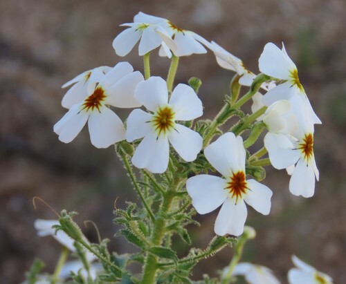 Jamesbrittenia megadenia (Jamesbrittenia megadenia)