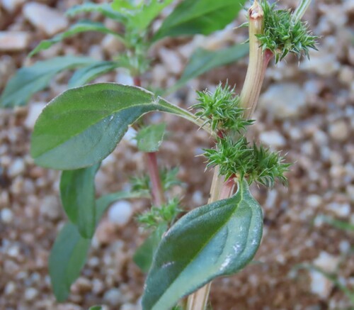 Amaranthus dinteri (Amaranthus dinteri)