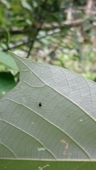 Aphthona formosana
