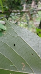 Aphthona formosana