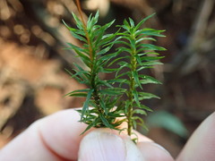 Polytrichum longisetum