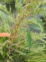 Amaranthus cannabinus