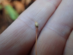 Polytrichum longisetum