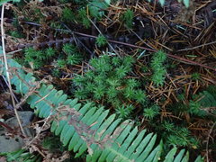 Polytrichum longisetum