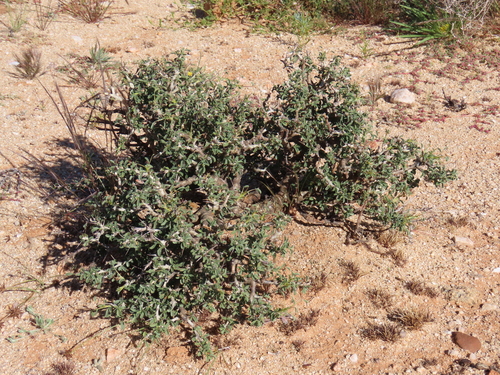 Monsonia salmoniflora