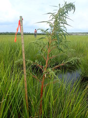 Amaranthus cannabinus