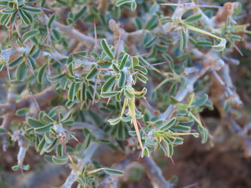 Monsonia salmoniflora