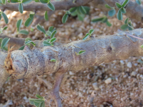Monsonia salmoniflora