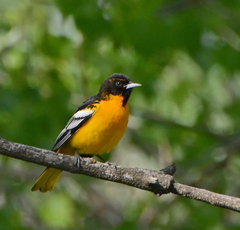 Icterus bullockii × galbula