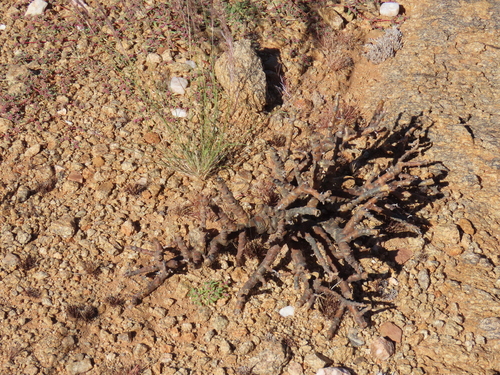 Monsonia salmoniflora