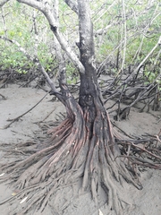 Pelliciera rhizophorae