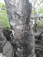 Pelliciera rhizophorae