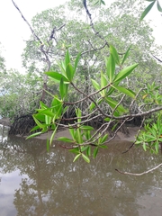 Pelliciera rhizophorae