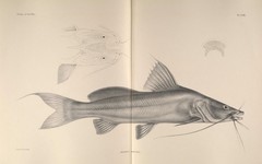 Silver Catfish photo 3