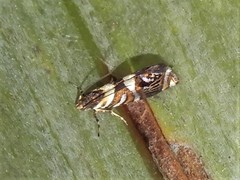 Protosynaema hymenopis