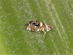 Protosynaema hymenopis