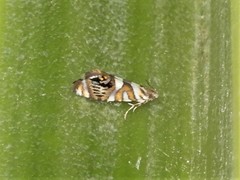 Protosynaema hymenopis