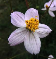 Cosmos landii