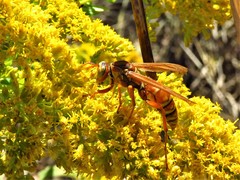 Polistes apachus