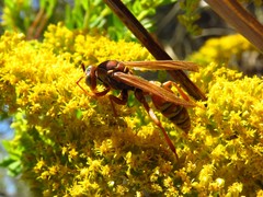 Polistes apachus