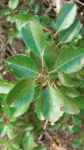 Rhamnus crenulata, photograph 6