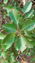 Rhamnus crenulata, photograph author not stated, no rights reserved