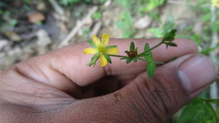 Hypericum japonicum