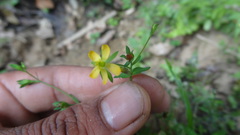 Hypericum japonicum