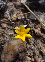 Curculigo orchioides