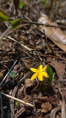 Curculigo orchioides