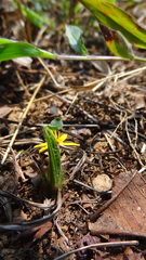 Curculigo orchioides