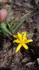 Curculigo orchioides