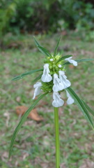 Leucas