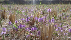 Pogostemon deccanensis