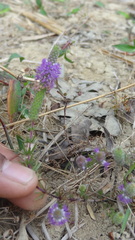 Pogostemon deccanensis