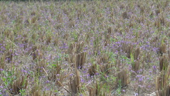 Pogostemon deccanensis