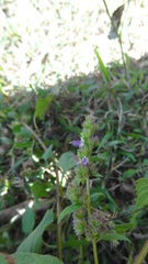 Pogostemon paniculatus