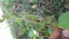 Pogostemon paniculatus