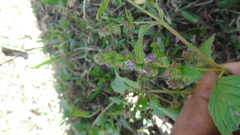 Pogostemon paniculatus